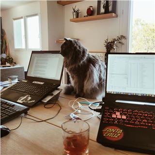 Les copains de télétravail.#teletravail